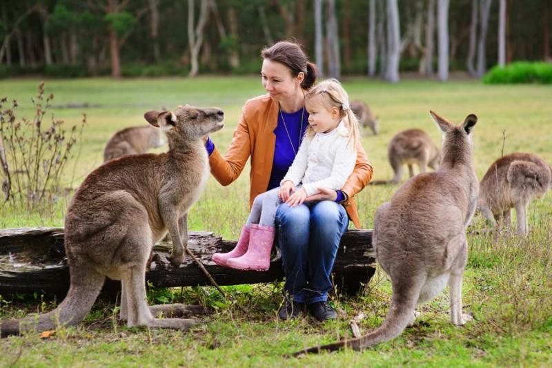 young_family_of_mother_and_daughter_feeding_kangaroo_at_zoo.jpg
