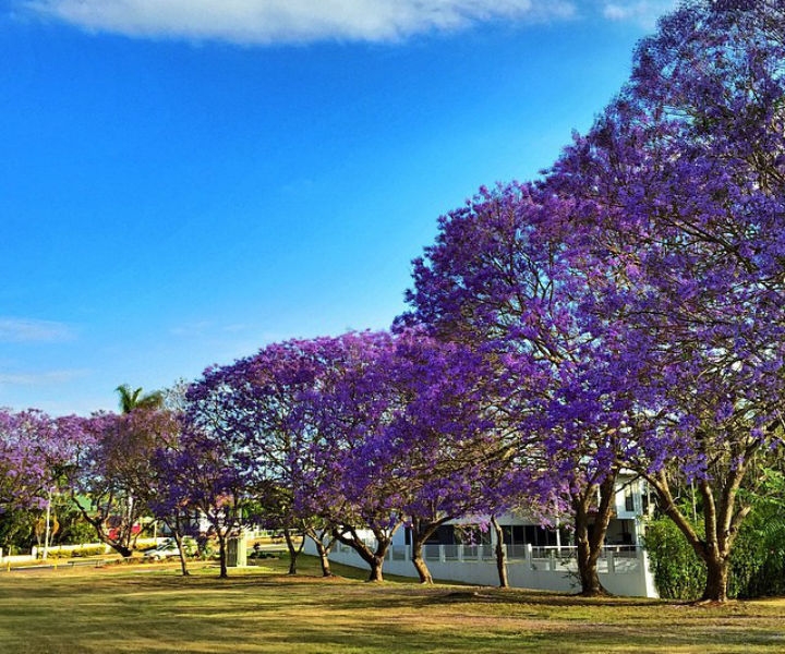 JacarandaParkyeronga_imlee_20161022_web.jpg