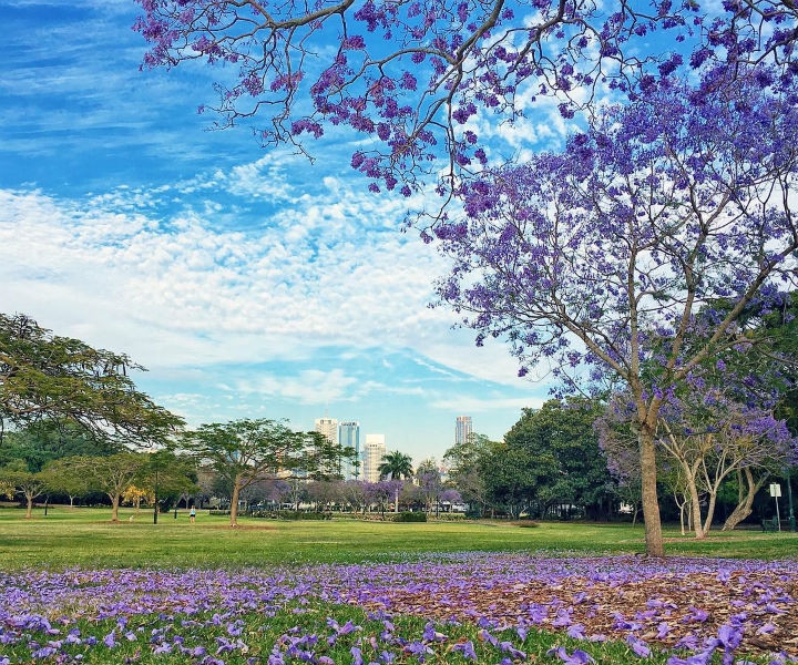 NewfarmParkjacaranda_imlee_20161022_web.jpg