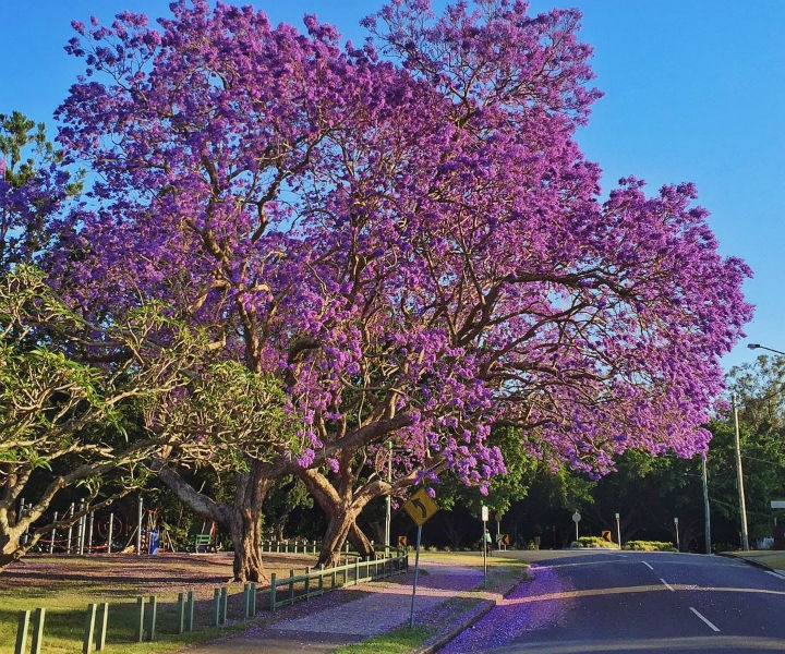 PrincessStParkFairfieldJacaranda_imlee_20161022_web.jpg