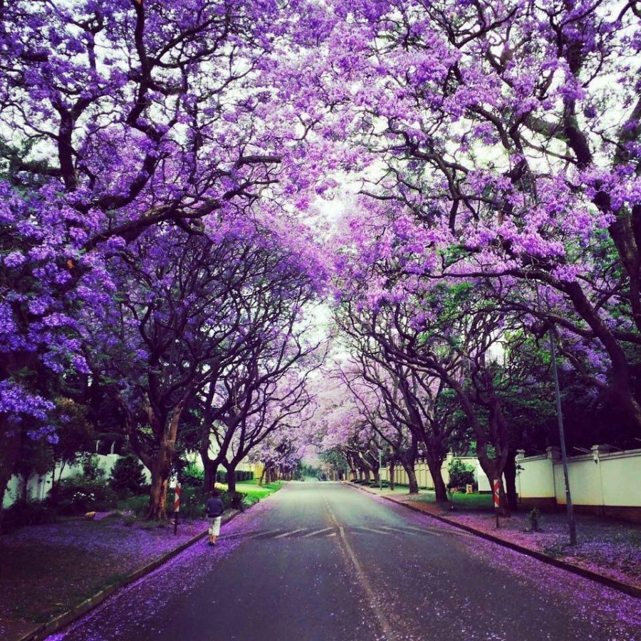 Houghton-Jacarandas-900x900.jpg