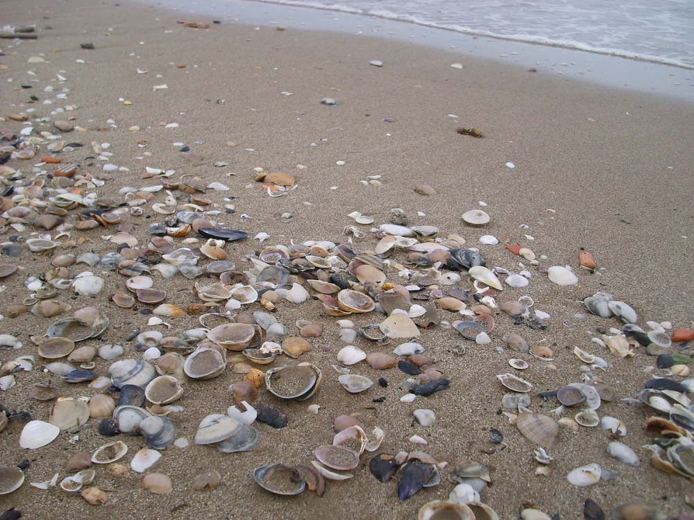 1200px-Conchiglie_Seashells_01.jpg