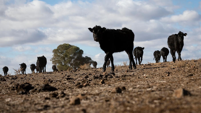 in_the_nsw_central_west_farmers_continue_to_battle_a_crippling_drought_aap_1.jpg
