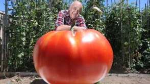 ����Ѯ���ջ�1.1kg���ͷ��� ��ɳ����5������