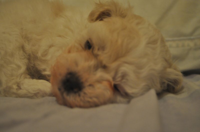 DSC_2853.JPG