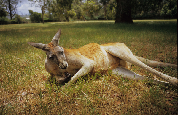 �����Ҵ�磬רҵ��ȭ���֡���������������