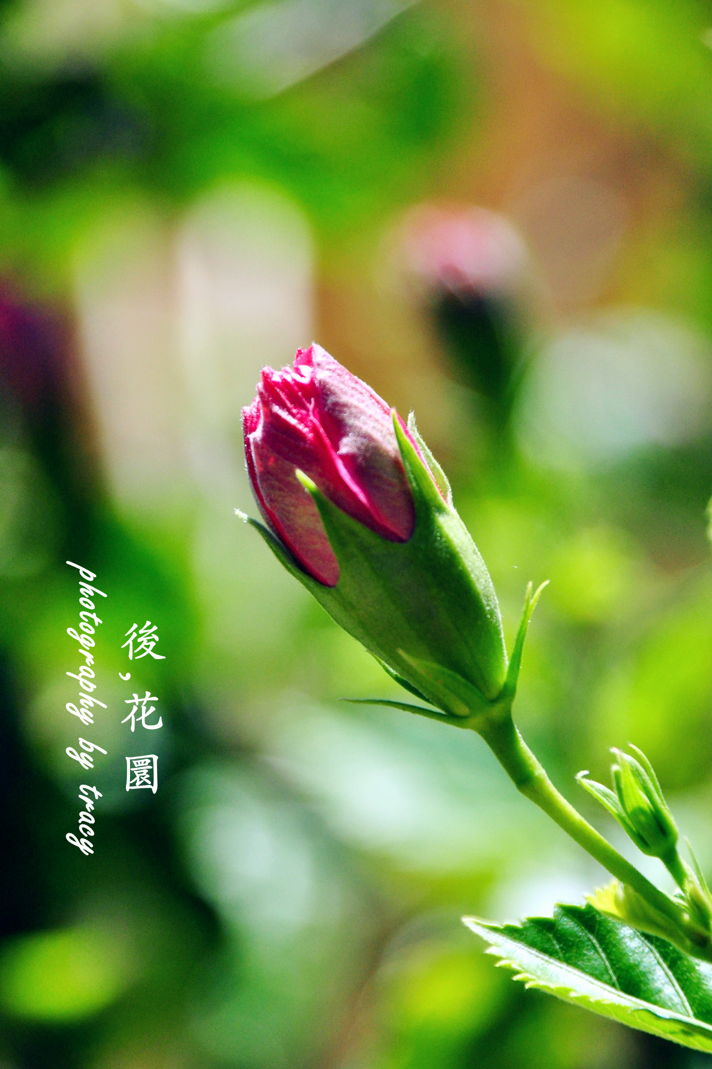 dsc_1060_����.jpg
