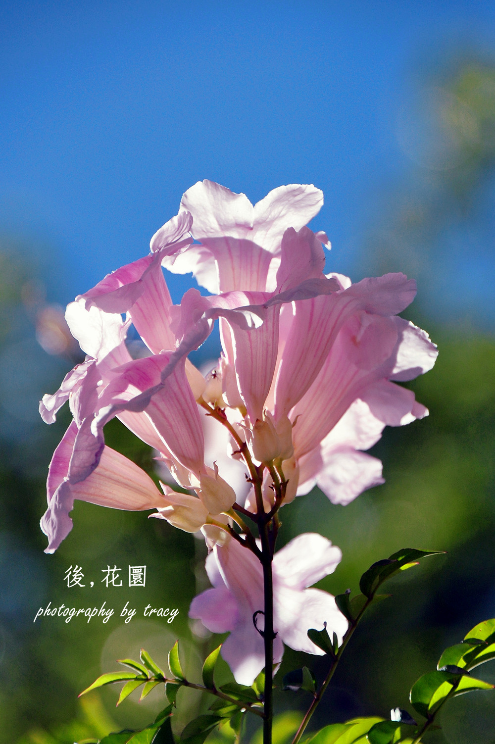 dsc_1066_����.jpg
