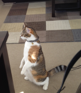 QQ��ͼ20130307130522.png