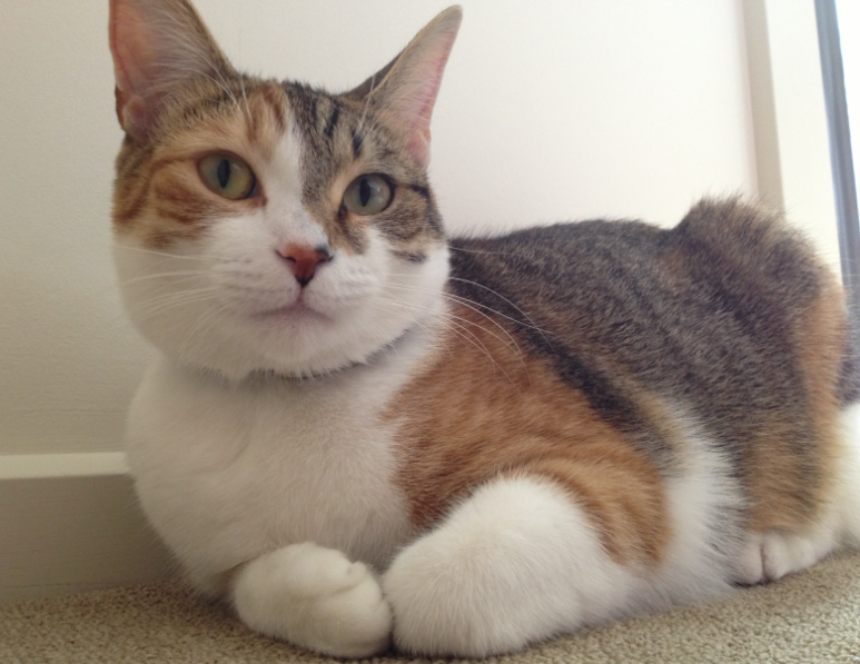QQ��ͼ20130307132238.png