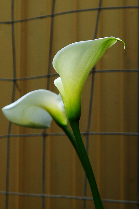 P1380485_1.jpg