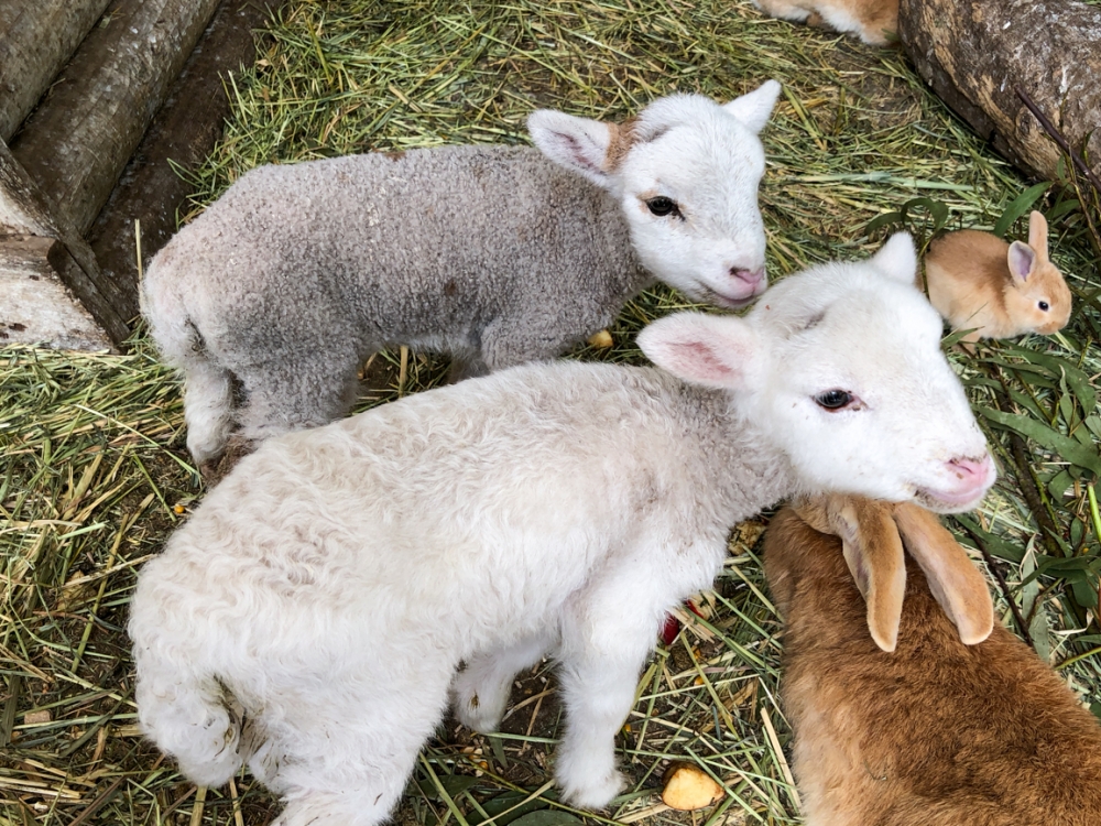 michelle-lake-lambs-gorge-wildlife-park-adelaide21.jpg