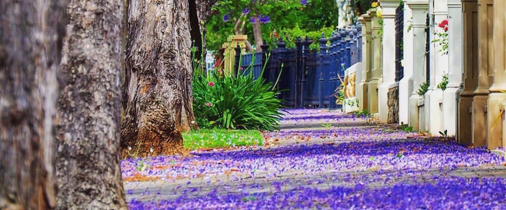 jemerr - Jacarandas in Unley.jpg