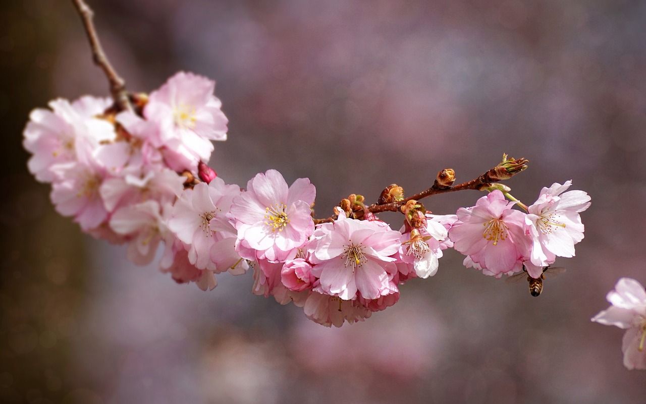 cherry-blossom-g465922fca_1280.jpg