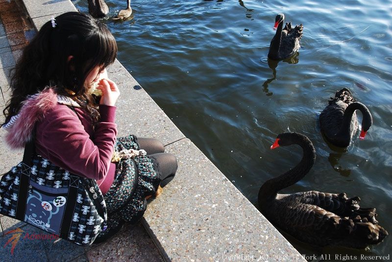 �Լ��Ի���ι��������