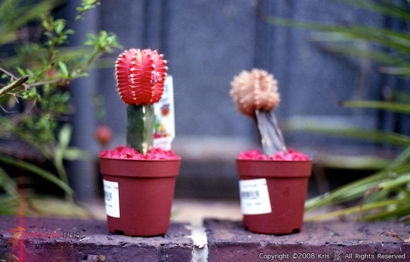 Fuji-Superia-400-605.jpg