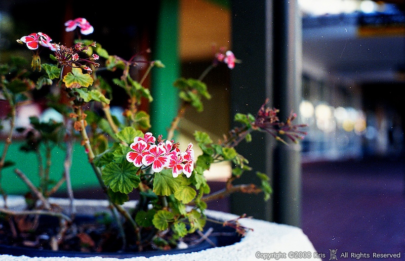 Kodak-Portra-400VC-R25025 (1).jpg