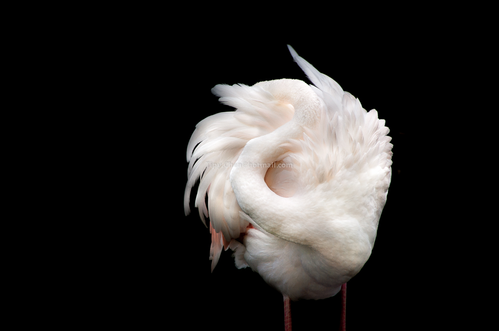 adelaide zoo ��������